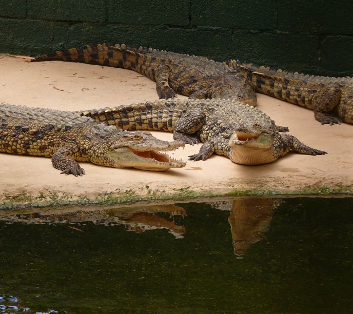 16  Встречайте крокодилов